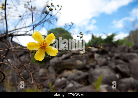 Gelbe Blume eines Kapok-Baumes gesehen im Winter am Black Mountain National Park auf der Kap-York-Halbinsel, Queensland Stockfoto