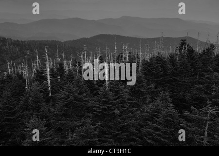 Toten Fraser Tannenbäume, verursacht durch Balsam wolliges Adelgid, vom Clingmans Kuppel im Great Smoky Mountains National Park gesehen Stockfoto