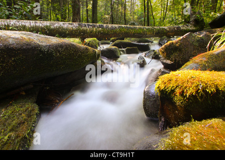 Kaskade am Roaring Fork Motor Naturlehrpfad im Great Smoky Mountains National Park in der Nähe von Gatlinburg, Tennessee Stockfoto