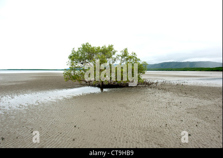 Einzelne Mangroven wachsen auf das weite Wattenmeer Cooya Beach in Far North Queensland, Australien Stockfoto