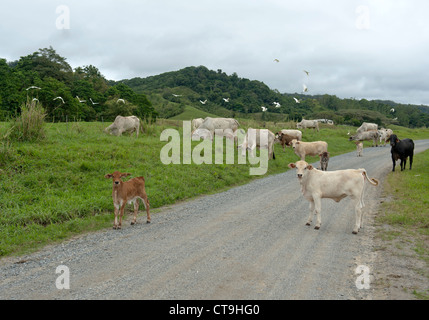 Brahma Rinder auf den Heimweg auf dem Bauernhof am frühen Nachmittag entlang einer Landstraße neben dem Daintree River in Far North Queenslan Stockfoto