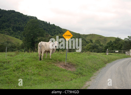 Brahma Rinder auf den Heimweg auf dem Bauernhof am frühen Nachmittag entlang einer Landstraße neben dem Daintree River in Far North Queenslan Stockfoto