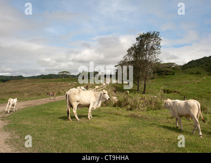 Brahma Rinder auf den Heimweg auf dem Bauernhof am frühen Nachmittag entlang einer Landstraße neben dem Daintree River in Far North Queenslan Stockfoto