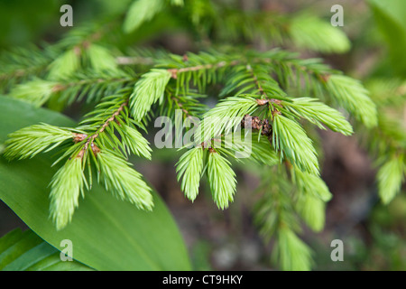 Frische Fichte oder Picea Abies in Nahaufnahme Stockfoto