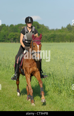 Junger Fahrer tragen einen Reithelm und einen Körperschutz während der Fahrt heraus auf Rückseite eines galoppierenden Pferdes Trakehnen Stockfoto