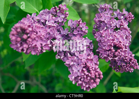 Gemeinsame Flieder Syringa Vulgaris Blume in Nahaufnahme Stockfoto