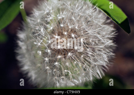 Ein Löwenzahn Samen Blüte Taraxacum in Nahaufnahme Stockfoto