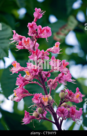 Aesculus × Carnea oder rote Rosskastanie Blütenstand in Nahaufnahme in Tukums Stadt Lettland Stockfoto