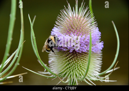 Distel, Blütenstandsboden und Bee, Finistere, Bretagne, Bretagne, Frankreich Stockfoto