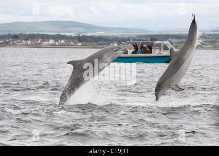 Dolphin watching Boot und zwei Tümmler (Tursiops Truncatus) springen, verletzt in Moray Firth, Schottland, Großbritannien Stockfoto