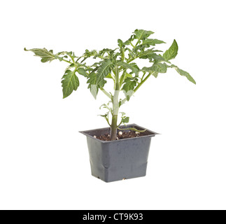 Tomaten-Sämling bereit für die Transplantation in einem Hausgarten Stockfoto