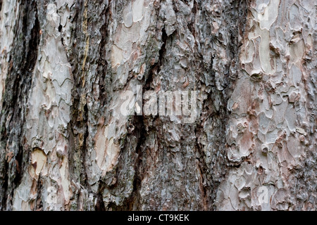 Korsische Kiefer, Pinus nigra, Nahaufnahme der Rinde Stockfoto