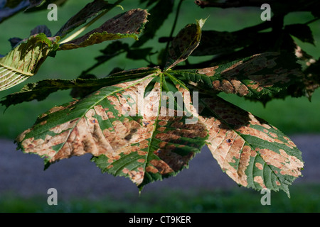 Rosskastanienbaum, Aesculus hippocastanum, Blätter, die von der Laubmotte befallen sind Stockfoto