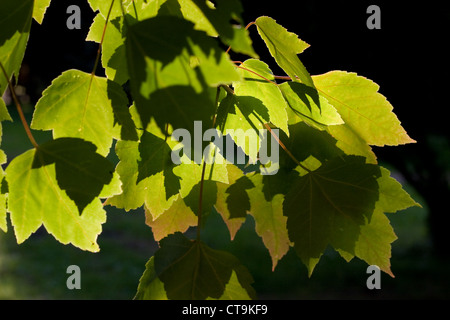 Acer rubrum Red Sunset, auch bekannt als Franksred mit seinen grünen Blättern, die von Sonnenlicht hinterleuchtet werden Stockfoto