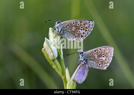 Adonis blau Lysandra Polyommatus bellargus Stockfoto