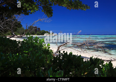 Tropische Schönheit in der Nähe von Anse Source d ' Argent, La Digue, Seychellen, Indischer Ozean auf La Digue auf den Seychellen Stockfoto