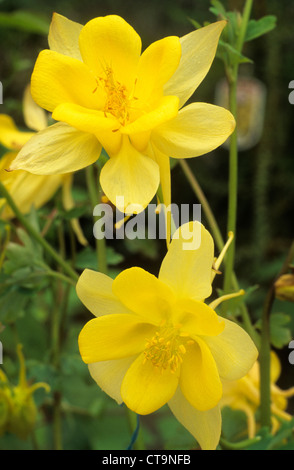 Aquilegia Chrysantha "Yellow Queen" Columbine gelbe Blume Blumen Garten Pflanze Pflanzen Aquilegias Akeleien Stockfoto