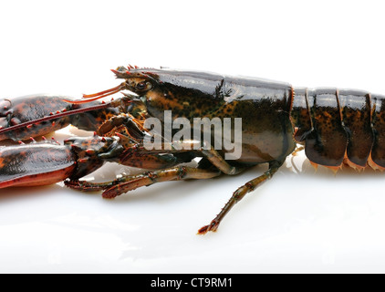 Rohe Hummer, schließen auf weißem Hintergrund Stockfoto
