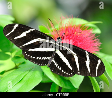 Zebra Longwing (Heliconius Charitonius) Schmetterling Stockfoto