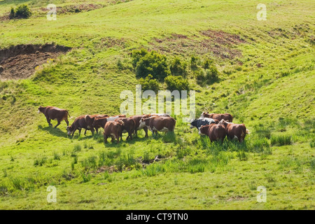 Herde von Kühen auf Hügel in eine Hof-Feld-Maine. Stockfoto
