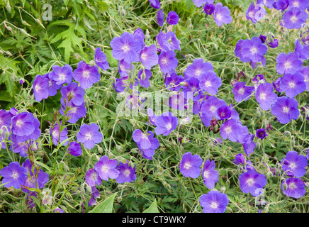 Geranium Johnsons Blue an der Vorderseite einer Grenze von winterharten Stauden Ein englischer Garten Stockfoto
