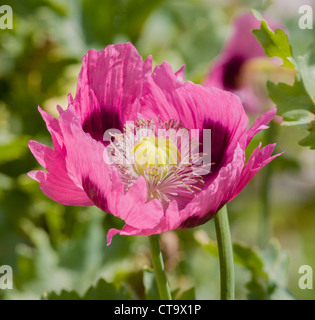 Große rosa und Aubergine orientalische Mohn Blume in einem englischen mehrjährige Grenze Stockfoto
