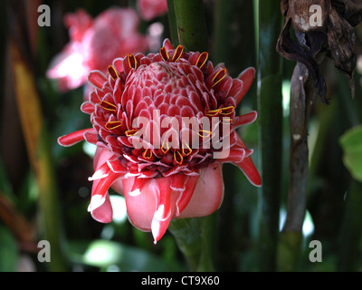 Fackeln Sie die Ingwerblume (Etlingera elatior) in den Papillote Gardens im Roseau Valley des Commonwealth von Dominica an. Stockfoto