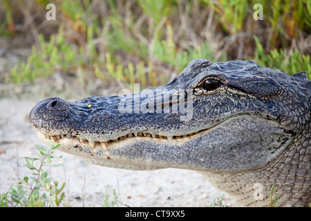 Amerikanischer Alligator im Brazoria National Wildlife Refuge Stockfoto