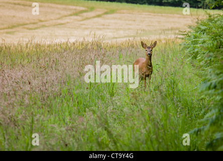 Europäische Rehe Capreolus Capreolus in einem Feld am Rand des Waldes Stockfoto