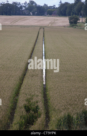 Regenwasser sammeln in den Spuren von einem Traktor in einem aufgeweichten Feld Weizen in den Midlands in England. Stockfoto