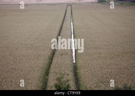 Regenwasser sammeln in den Spuren von einem Traktor in einem aufgeweichten Feld Weizen in den Midlands in England. Stockfoto