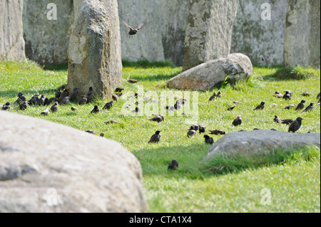 Herde von Staren in Stonehenge, Wiltshire, UK Stockfoto