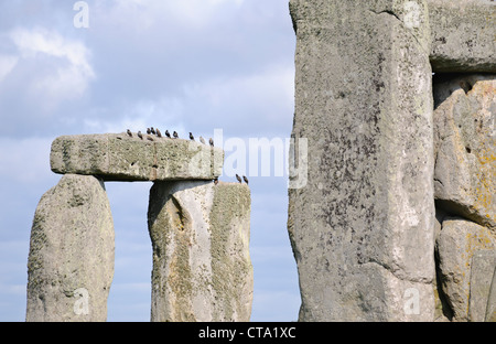 Herde von Staren in Stonehenge, Wiltshire, UK Stockfoto