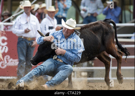 Steer-Ringer beim Calgary Stampede Rodeo Stockfoto