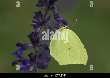 Kleopatra Schmetterling (Gonepteryx Cleopatra) ein Medium sized Schmetterling der Familie Pieridae Stockfoto