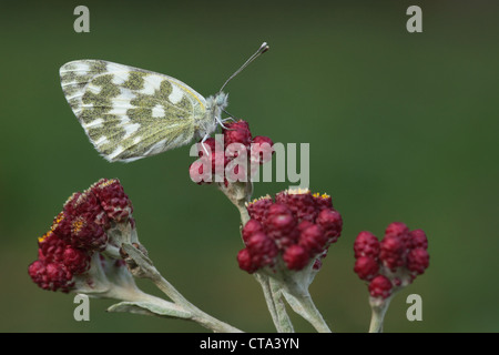 Bad weiß (Pontia Daplidice) Schmetterling rot Everlasting (Helichrysum Sanguineum) Bilder aus dem Monat in Israel im Mai Stockfoto