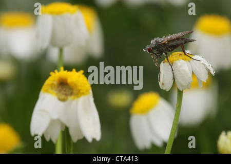 Mosquito auf eine gemeinsame Kamille (Anthemis Cotula) Stockfoto