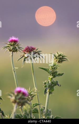 Silybum Marianum - Mariendistel Stockfoto