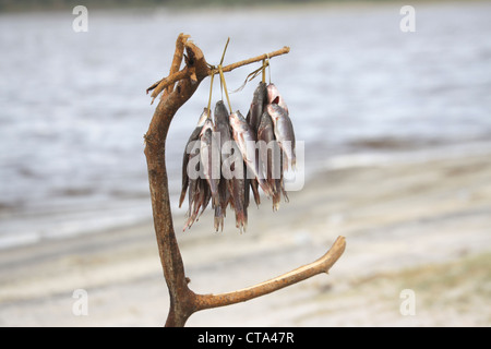 Afrika, Tansania, Lake Eyasi Nationalpark Angeln im See den Fang des Tages hängt an einem Baum Stockfoto