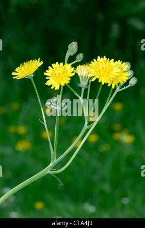 Schnabel des HAWK-Bart Crepis vesicaria Stockfoto