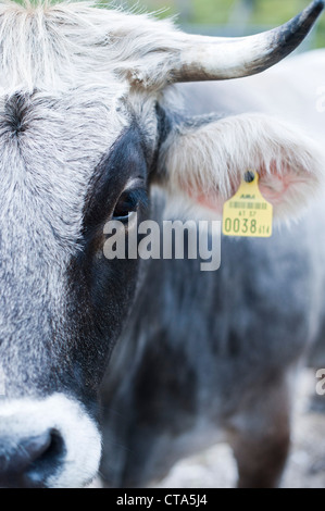 Rinder mit Ohrmarke, Leutaschtal, Tirol, Österreich Stockfoto