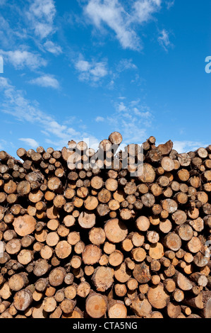 Stapel gefällter Stämme und blauer Himmel Stockfoto