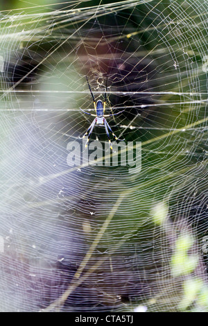 Weibliche golden Orb Spinne im Netz, Eastern Cape, Südafrika Stockfoto