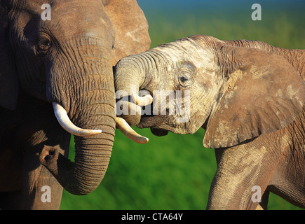 Elefanten berühren einander sanft - Addo National Park - Südafrika Stockfoto