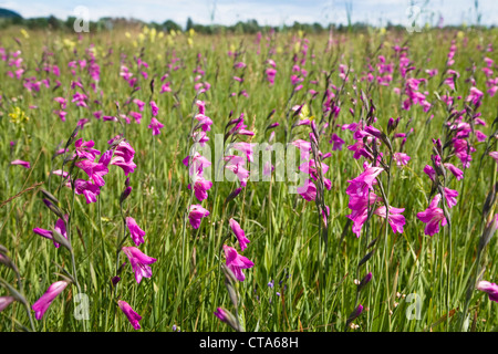 Sumpf-Gladiole (Gladiolus Palustris), Oberbayern, Deutschland Stockfoto