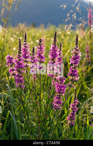 Blutweiderich (Lythrum Salicaria), Deutschland Stockfoto