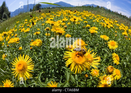 Eine Biene auf einer gelben Oxeye Daisy (Buphthalmum Salicifolium), Oberbayern, Deutschland Stockfoto