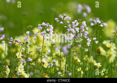 Blumen Wiese mit lady's Kittel (Cardamine Pratensis) und Oxlips (Primula Elatior), Oberbayern, Deutschland Stockfoto