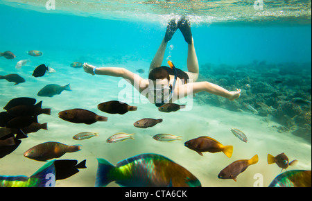 Schnorchler Tauchen entlang der Hirnkoralle Stockfoto