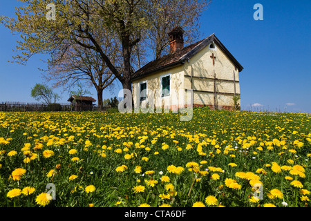 Kapelle auf einer Wiese mit Löwenzahn im Frühling, Obersochering, Oberbayern, Deutschland Stockfoto